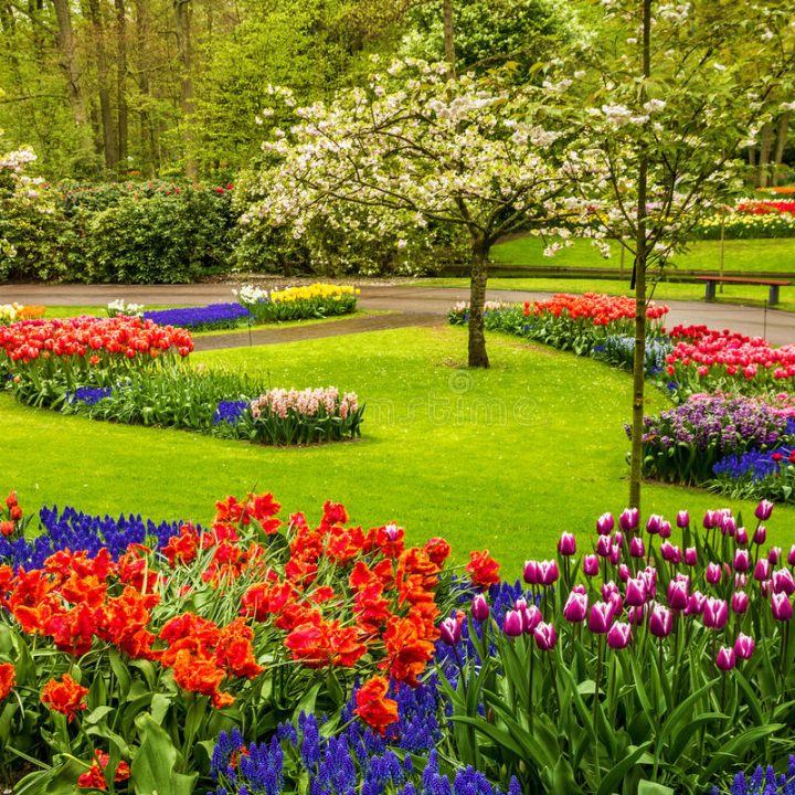 Parque Keukenhof – Jardín De Flores Del Tulipán, Holanda pour Jardin De Keukenhof Parque Keukenhof – Jardín De Flores Del Tulipán, Holanda pour Jardin De Keukenhof