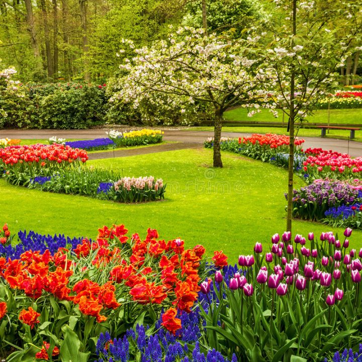 Parque Keukenhof – Jardín De Flores Del Tulipán, Holanda pour Jardin De Keukenhof