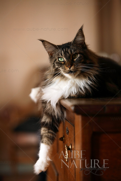 Photo : Chat Maine Coon Allongé Sur Un Meuble # 4842 intérieur Maie Meuble Photo : Chat Maine Coon Allongé Sur Un Meuble # 4842 intérieur Maie Meuble