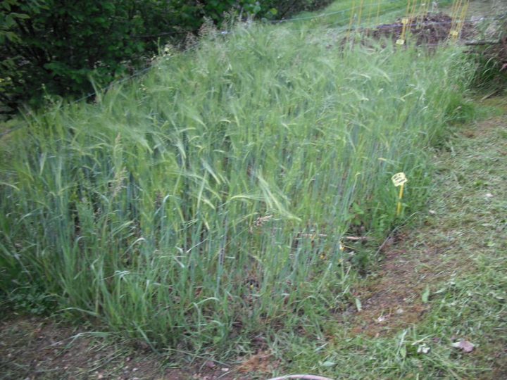 Plantation Tomates : Palissage Sur Fil , Tuteur – Le à Lithothamne Jardin Plantation Tomates : Palissage Sur Fil , Tuteur – Le à Lithothamne Jardin