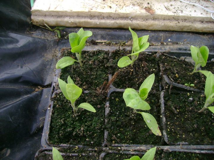 Plants D'Aubergines, De Poivrons Et De Piments – Le Jardin encequiconcerne Lithothamne Jardin
