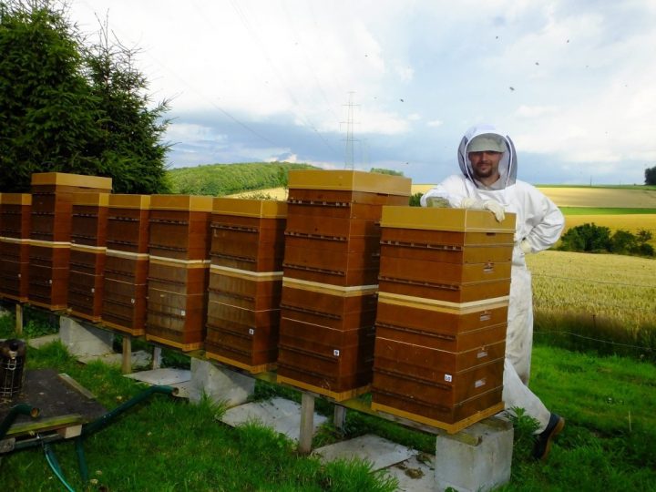 Pose Des Chasses-Abeilles Sur La Miellée D'été – Fred L concernant Ruche Robinet