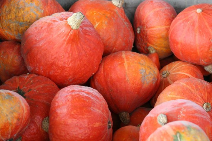 Potiron Potimarron Ab destiné Potiron Meubles Potiron Potimarron Ab destiné Potiron Meubles