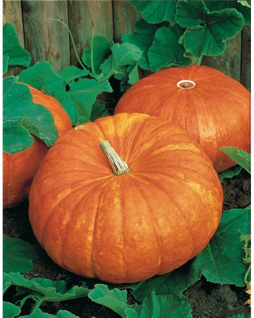 Potiron Rouge Vif D'Etampes – Sachet 35 Graines À Cultiver avec Potiron Meubles Potiron Rouge Vif D'Etampes – Sachet 35 Graines À Cultiver avec Potiron Meubles