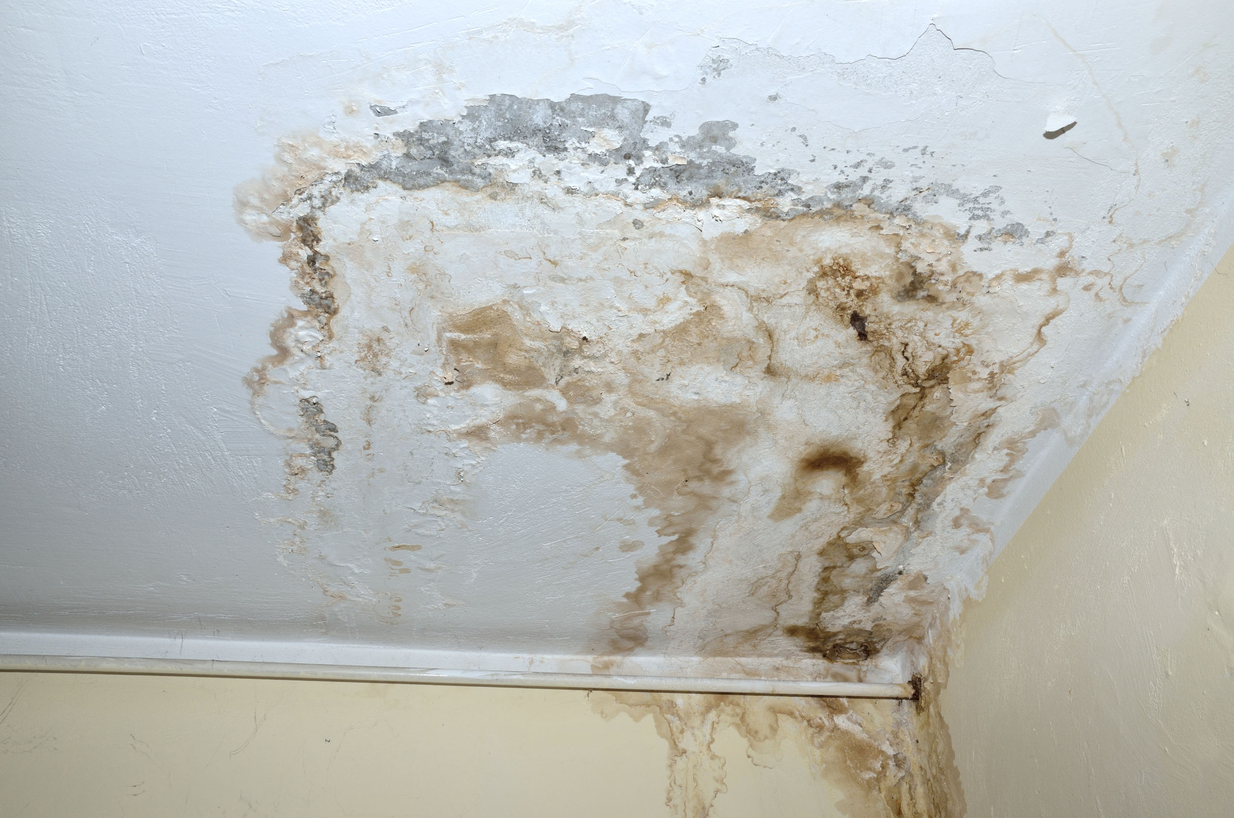 Moisissure Plafond Salle De Bain