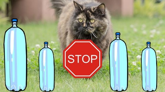 Quel Répulsif Chat Choisir? 30 Répulsifs Pour La Maison! dedans Repulsif Chat Jardin Quel Répulsif Chat Choisir? 30 Répulsifs Pour La Maison! dedans Repulsif Chat Jardin