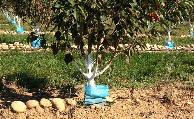 Qu’est-Ce Que La Chaux Vive ? Quelle Utilisation Au Jardin serapportantà Chaux Jardin Qu’est-Ce Que La Chaux Vive ? Quelle Utilisation Au Jardin serapportantà Chaux Jardin