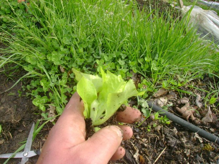 Repiquage Des Salades ( 2 ) " Habillage – Le Jardin De Salomé destiné Lithothamne Jardin