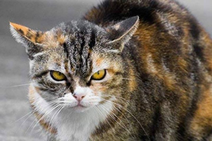 Répulsif Chat Voiture : Faites Le Bon Choix Pour 2020 avec Repulsif Chat Jardin Répulsif Chat Voiture : Faites Le Bon Choix Pour 2020 avec Repulsif Chat Jardin