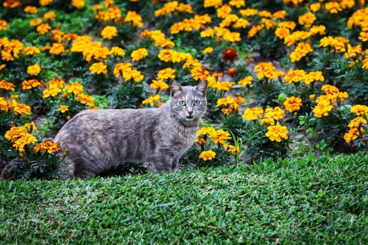 Répulsif Pour Chat : Comment Le Choisir Et L'Utiliser concernant Repulsif Chat Jardin Répulsif Pour Chat : Comment Le Choisir Et L'Utiliser concernant Repulsif Chat Jardin