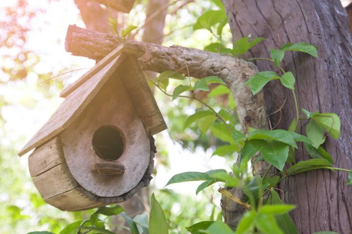 Revue De Blogs : Construire Une Cabane À Oiseaux – Passion destiné Construire Une Cabane De Jardin