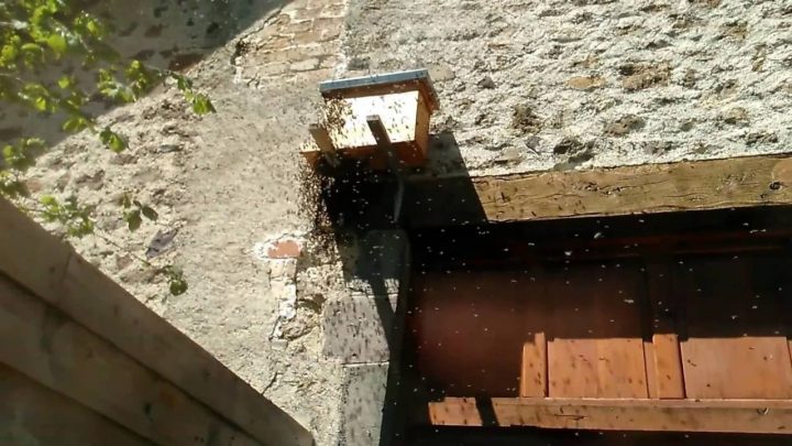 Ruche-Apiculture: Gros Souci, Hausse Totalement Vide (2/6 intérieur Ruche Robinet