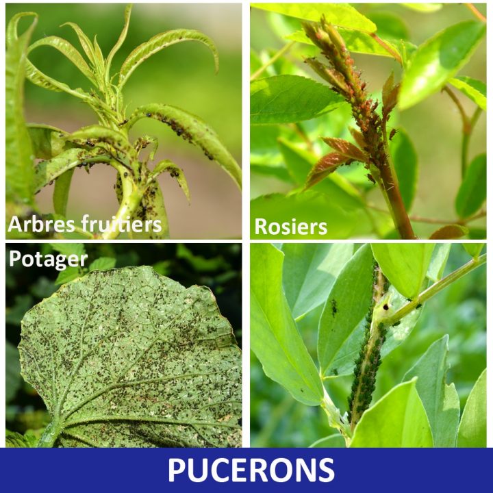 Savon Noir Liquide | Spécial Jardin Et Maison | Anti-Pucerons intérieur Savon Noir Jardin