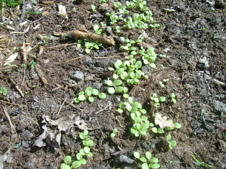 Semis Des Salades En Pépinières ( Plants À – Le Jardin De pour Lithothamne Jardin