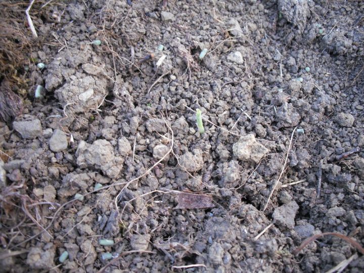 Semis Du Maïs En Poquet – Le Jardin De Salomé dedans Lithothamne Jardin Semis Du Maïs En Poquet – Le Jardin De Salomé dedans Lithothamne Jardin