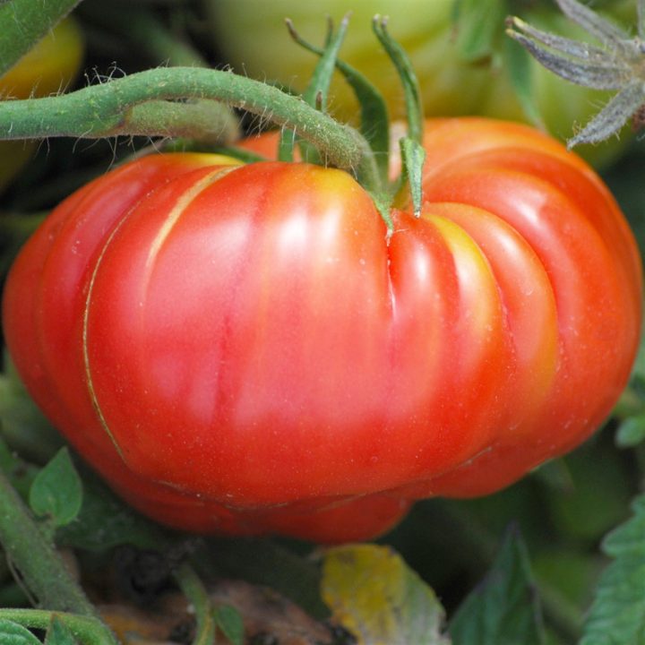 Tomate Potiron Ecarlate Ab destiné Potiron Meuble