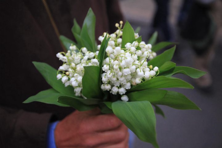 Vente Du Muguet : La Chambre De Métiers Et De L'artisanat De intérieur Chambre Des Métiers Montpellier