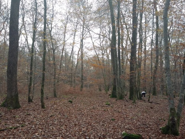 Vue Sur Le Mont Poupet: Aux Champignons En Forêt De Chaux dedans Chaux Jardin