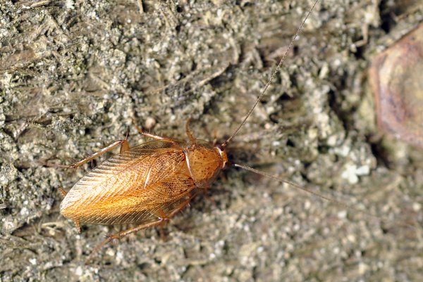 1385 * Blatte Ou Cafard Pâle. ( Femelle ) - Ma Grande pour Cafards De Jardin