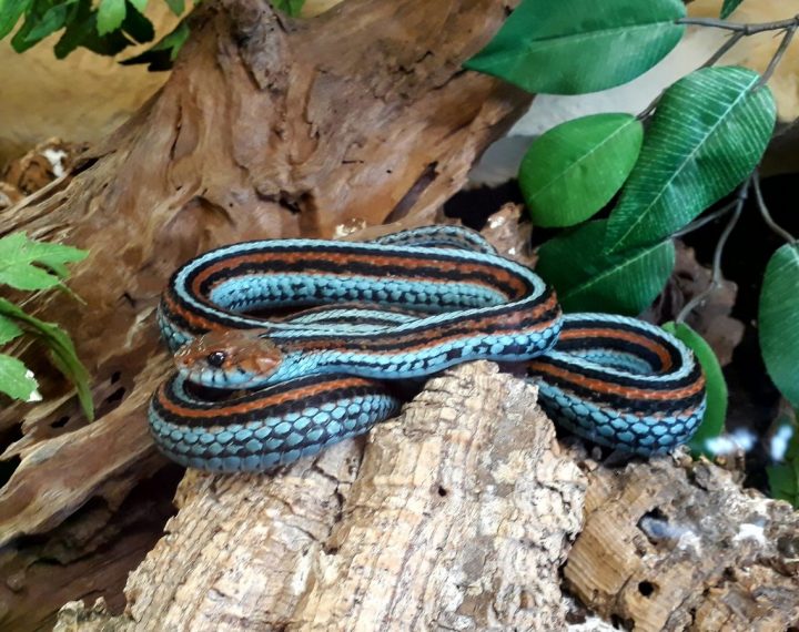 san francisco strumpfbandnatter san francisco strumpfbandnatter