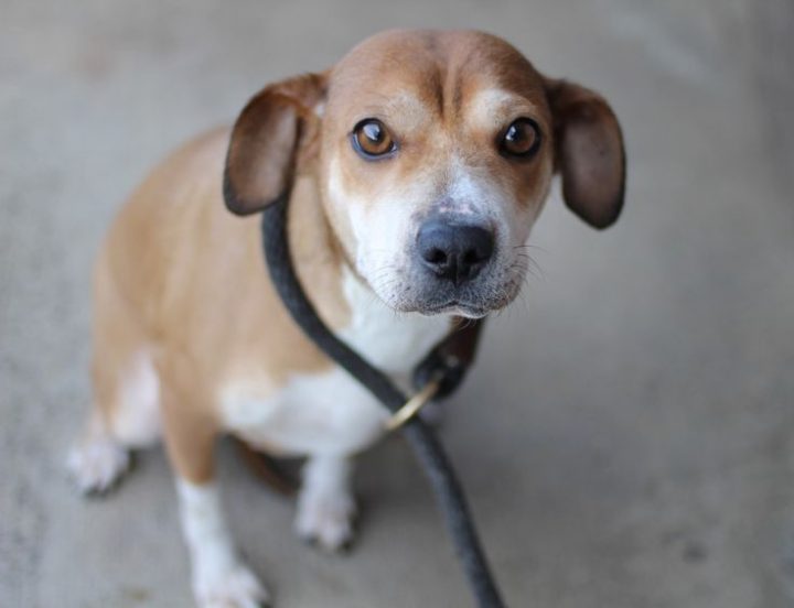 28 Best Sharp Eagles Images On Pinterest | Dogs For concernant Chihuahua Cannes 28 Best Sharp Eagles Images On Pinterest | Dogs For concernant Chihuahua Cannes