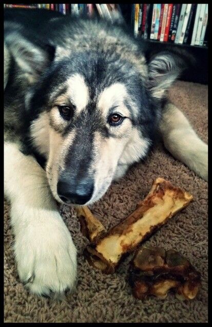 malamute in not malamute in not