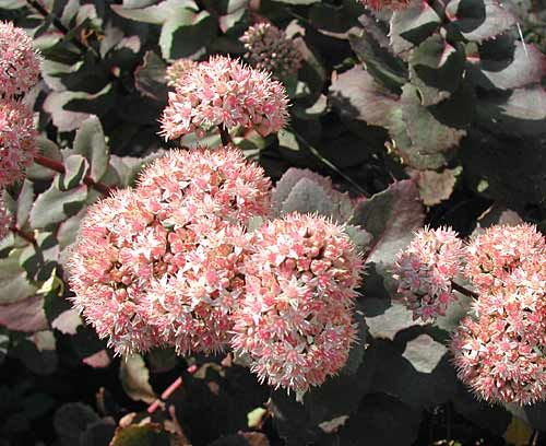 5 Vivaces Pour Bacs Et Jardinières À Choisir En Priorité tout Arrosoirs Et Sécateurs