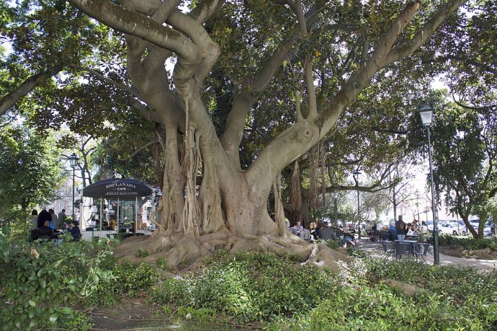 6 Plus Beaux Jardins De Lisbonne : Botanique, Secret Ou serapportantà Jardin Botanique Lisbonne