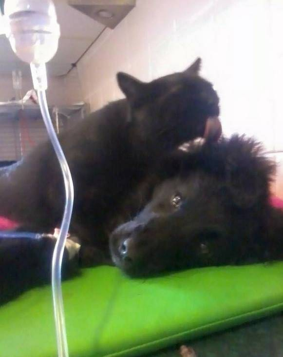 811 – Arbre À Chat concernant Arbre A Chat Gifi