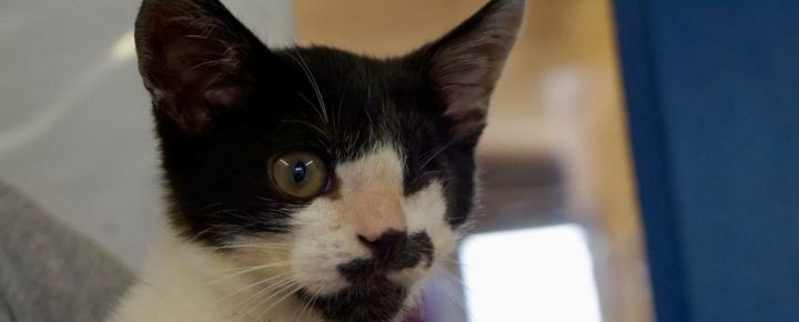 85 – Refuge De La Roche Sur Yon | Spa pour Spa La Roche Sur Yon