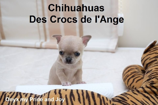 Accueil – Elevage Des Crocs De L'Ange – Elevage Chihuahua tout Chihuahua Cannes Accueil – Elevage Des Crocs De L'Ange – Elevage Chihuahua tout Chihuahua Cannes