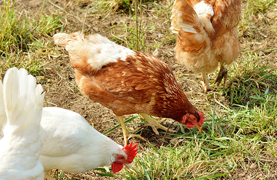 Accueillir Des Poules Chez Soi – La Jardinerie Tarnaise dedans La Jardinerie Tarnaise