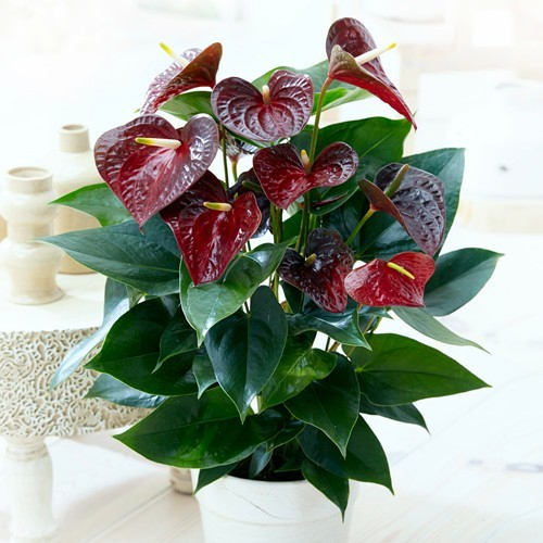 Acheter Anthurium Otazu Brun - Meilleur Rapport Qualité concernant Jardin Pour Vous