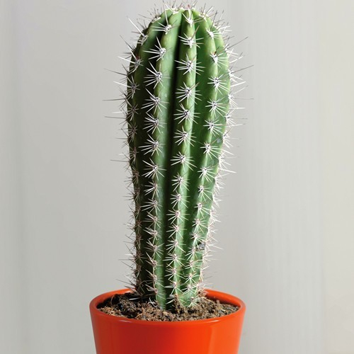 Acheter Cactus Pachycereus Pringlei – Meilleur Rapport destiné Jardin Pour Vous