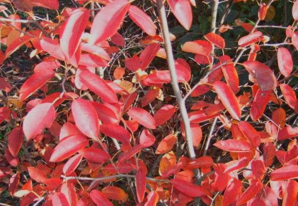 Amelanchier Lamarckii. – Amélanchier Lamarckii : 40/60 Cm tout Le Jardin Des Gazelles