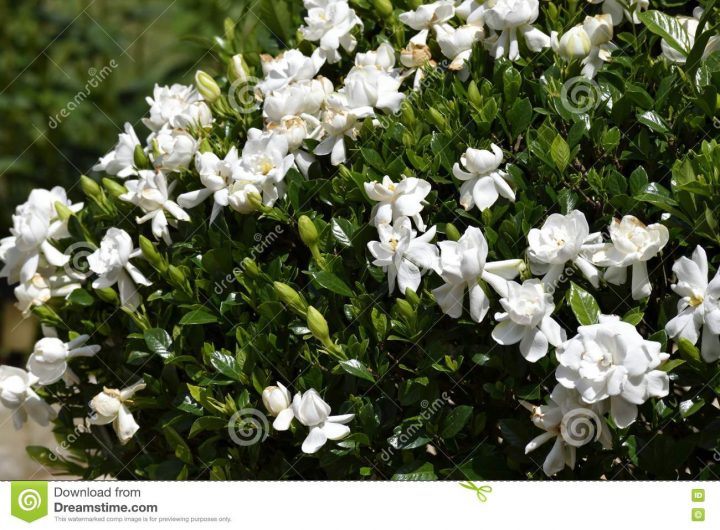 Arbusto Floreciente De La Gardenia Imagen De Archivo pour Gardenia De Jardin