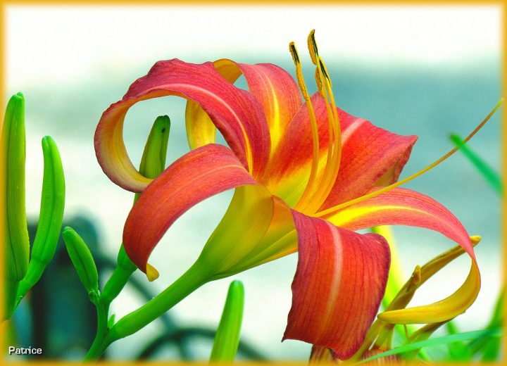 Blog Photos De Patrice: Roses Et Fleurs Divers Du Jardin à Le Jardin Des Fleurs Blog Photos De Patrice: Roses Et Fleurs Divers Du Jardin à Le Jardin Des Fleurs