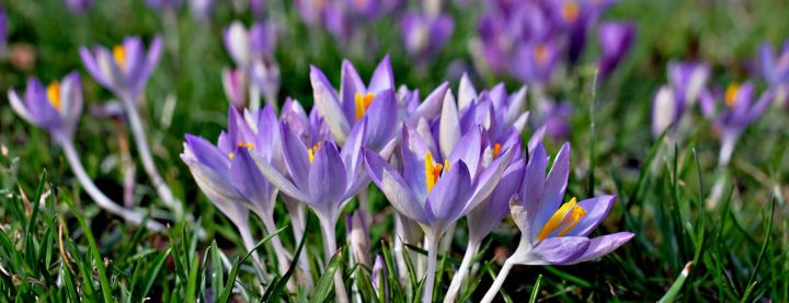 Bulbes À Fleurs – La Jardinerie Tarnaise serapportantà La Jardinerie Tarnaise