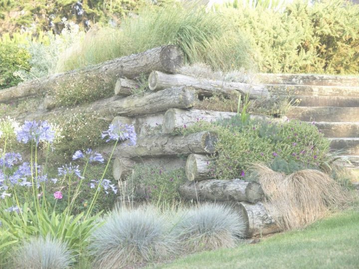 Cafard De Jardin Unique Belle Cafard De Jardin Wikipedia destiné Cafard De Jardin