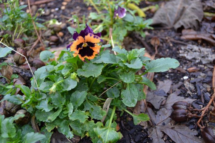 Cafard – Suivre Mon Jardin destiné Cafard De Jardin