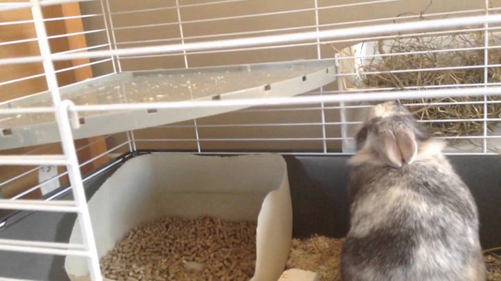 Cage A Lapin Vive Le Jardin – Mailleraye.fr Jardin serapportantà Vive Le Jardin Cage A Lapin Vive Le Jardin – Mailleraye.fr Jardin serapportantà Vive Le Jardin