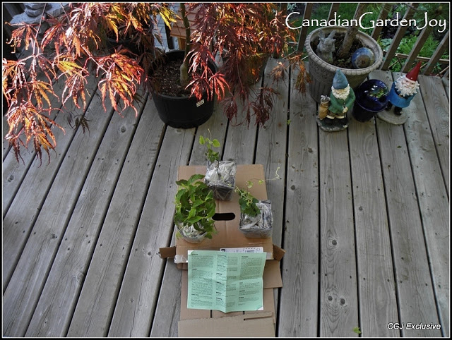 Canadiangardenjoy: Garden Import Mail Order Review encequiconcerne Import Garden
