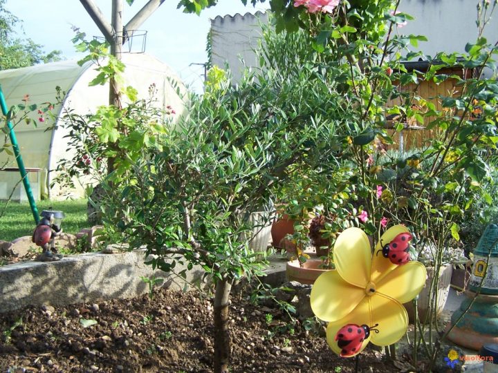 Champenoux Decor Jardin – Gamboahinestrosa pour Decor Jardin Champenoux