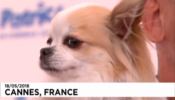 Chihuahua In ‘Dogman’ Wins 2018 Palm Dog Award | Movie Paws dedans Chihuahua Cannes Chihuahua In ‘Dogman’ Wins 2018 Palm Dog Award | Movie Paws dedans Chihuahua Cannes