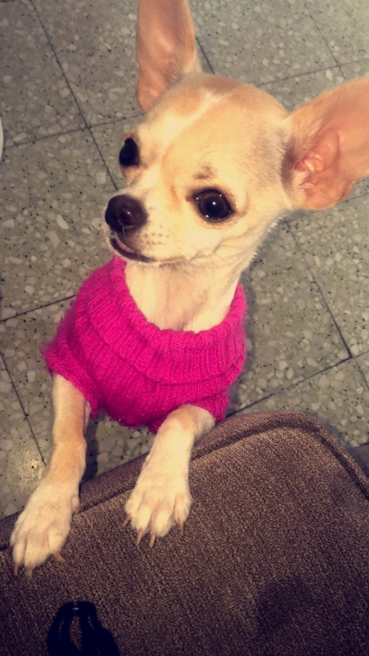 Chihuahua Poil Court Crème Femelle Marseille Toulon concernant Chihuahua Cannes Chihuahua Poil Court Crème Femelle Marseille Toulon concernant Chihuahua Cannes