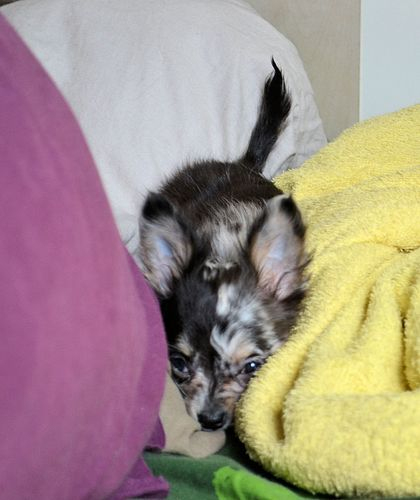 Chihuahua Poil Long Merle Femelle Marseille Toulon serapportantà Chihuahua Cannes Chihuahua Poil Long Merle Femelle Marseille Toulon serapportantà Chihuahua Cannes