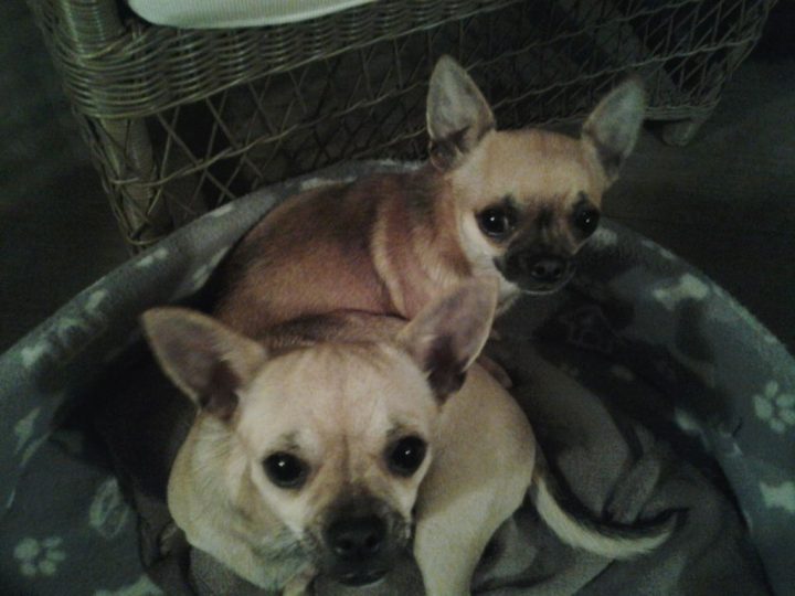 Chihuahuas Poils Courts Fauves Femelles Marseille Toulon intérieur Chihuahua Cannes Chihuahuas Poils Courts Fauves Femelles Marseille Toulon intérieur Chihuahua Cannes