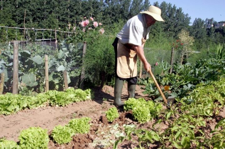 Comment Bien Cultiver Son Jardin ? – Echo Web avec Comment Clôturer Son Jardin