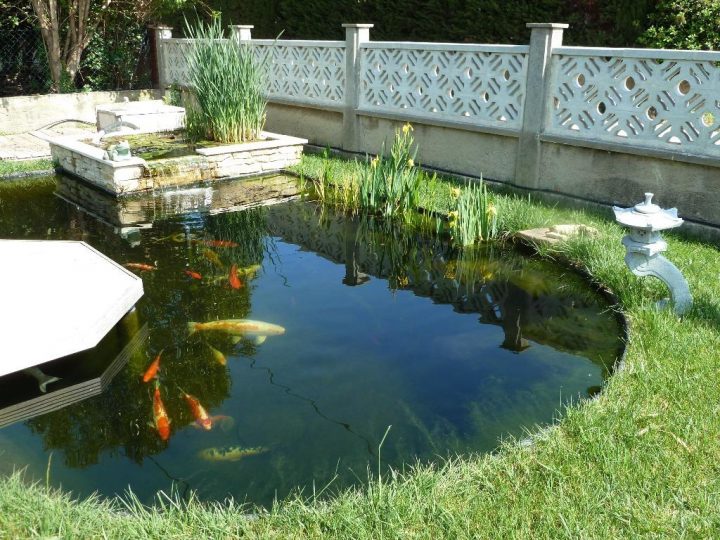 Comment Installer Et Entretenir Un Bassin À Poissons pour Bassin De Jardin