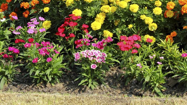 Comment Planter Des Fleurs Dans Son Jardin – Blog Jardin destiné Le Jardin Des Fleurs Comment Planter Des Fleurs Dans Son Jardin – Blog Jardin destiné Le Jardin Des Fleurs